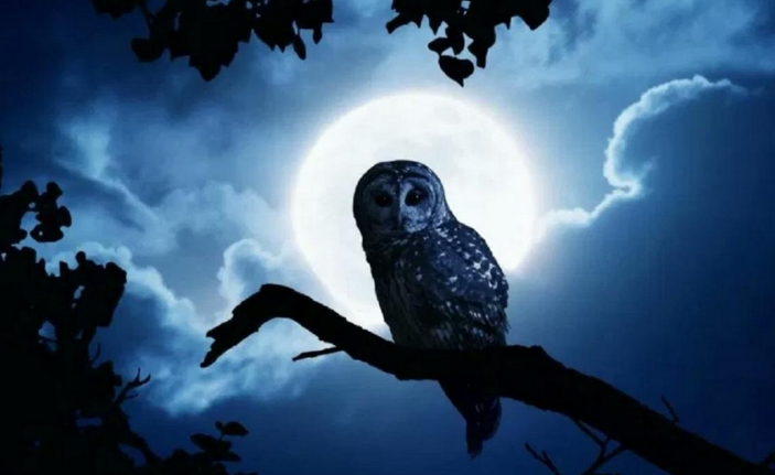 [Ольга Плюсова] Ритуалы на полную луну (2023)