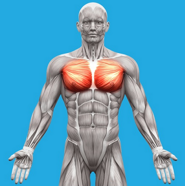 [Александр Волоткевич] Дыхание. Терапия внутренним давлением. Мьюинг. Рефлекторные техники (2025)