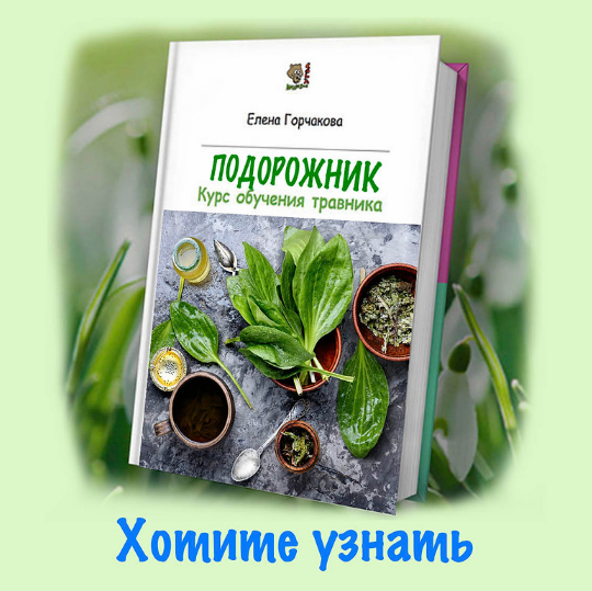 [Елена Горчакова] [Медвежий угол] Подорожник (2023)