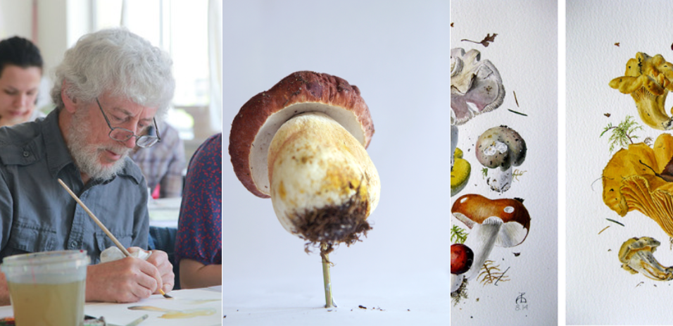 [lectoroom] Сезон грибов. Мастер-класс ботанической живописи (2024)