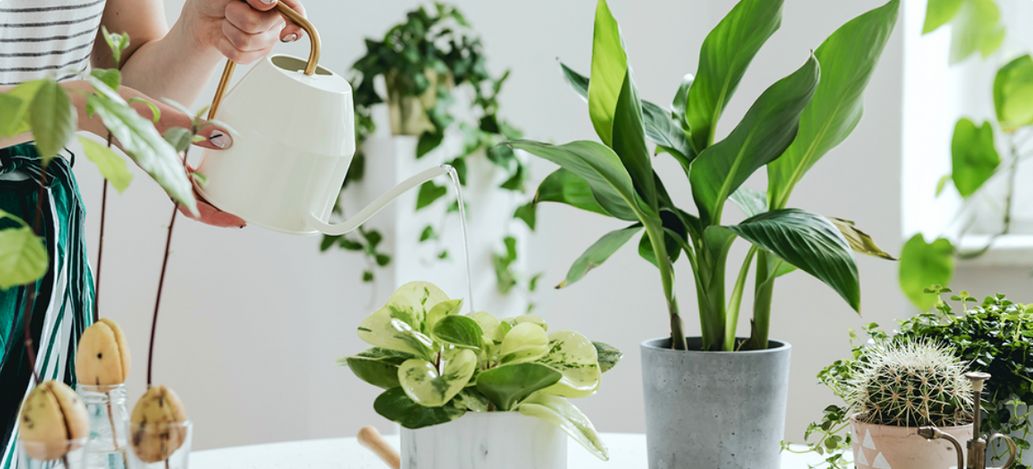 SUPER VIP [Андрей Щедрин] [Skillbox] Горшечные растения (Дизайн интерьера)