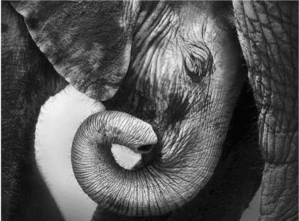 [Высшая школа психологии] Интегральный подход психологической работы с травмой развития. Раздел 8 (2023)